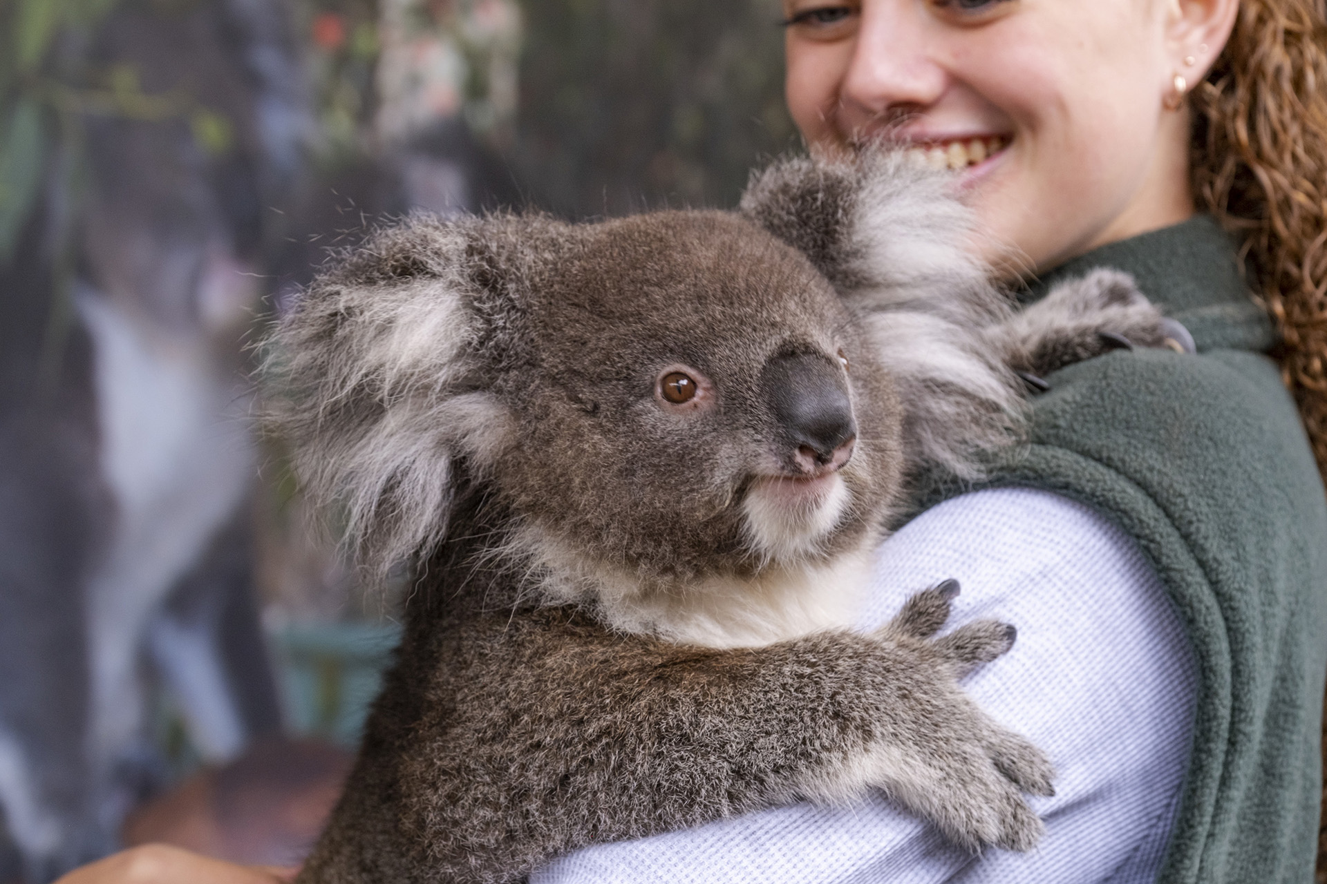 Caversham Wildlife Park koala